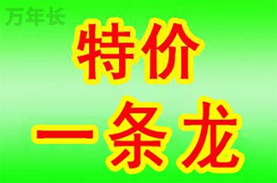 广东省揭阳市惠来县惠城镇墓地
